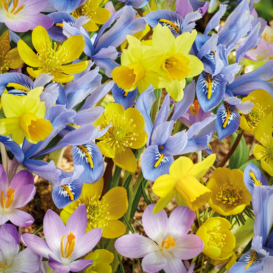 50 bollen bijvriendelijke bloemen geel/paars - Bakker