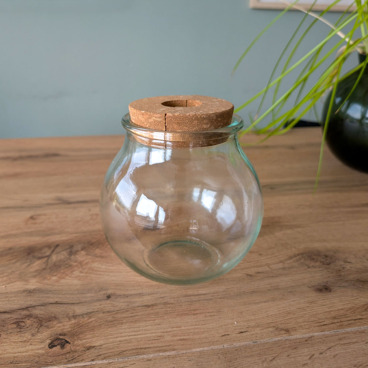 - Hydro bolglas - Kamerplantencombinaties