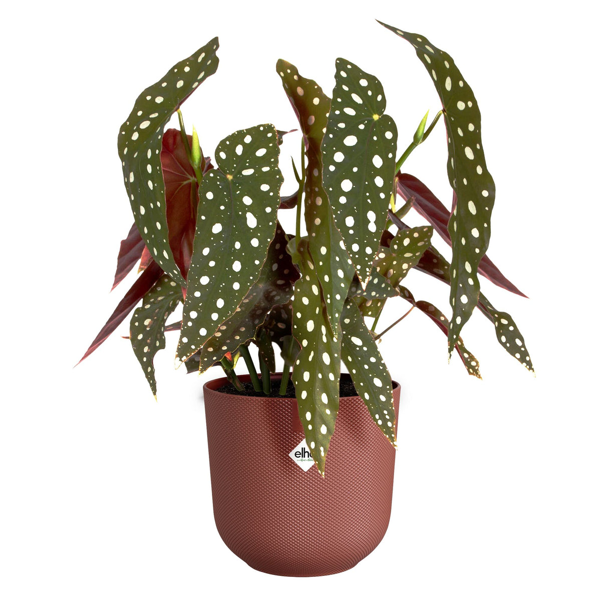 Verkoop Elho Bloempot Jazz rond toscaans rood