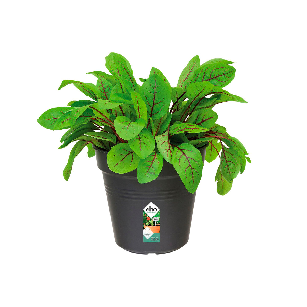 Kweekpot Green Basics Living Black - - Bakker