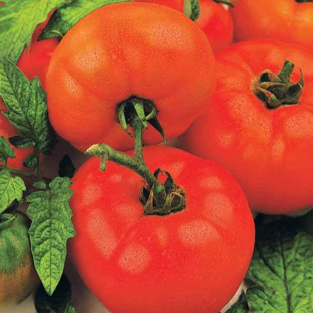 Tomaat 'Saint Pierre' - Solanum lycopersicum saint pierre - Bakker