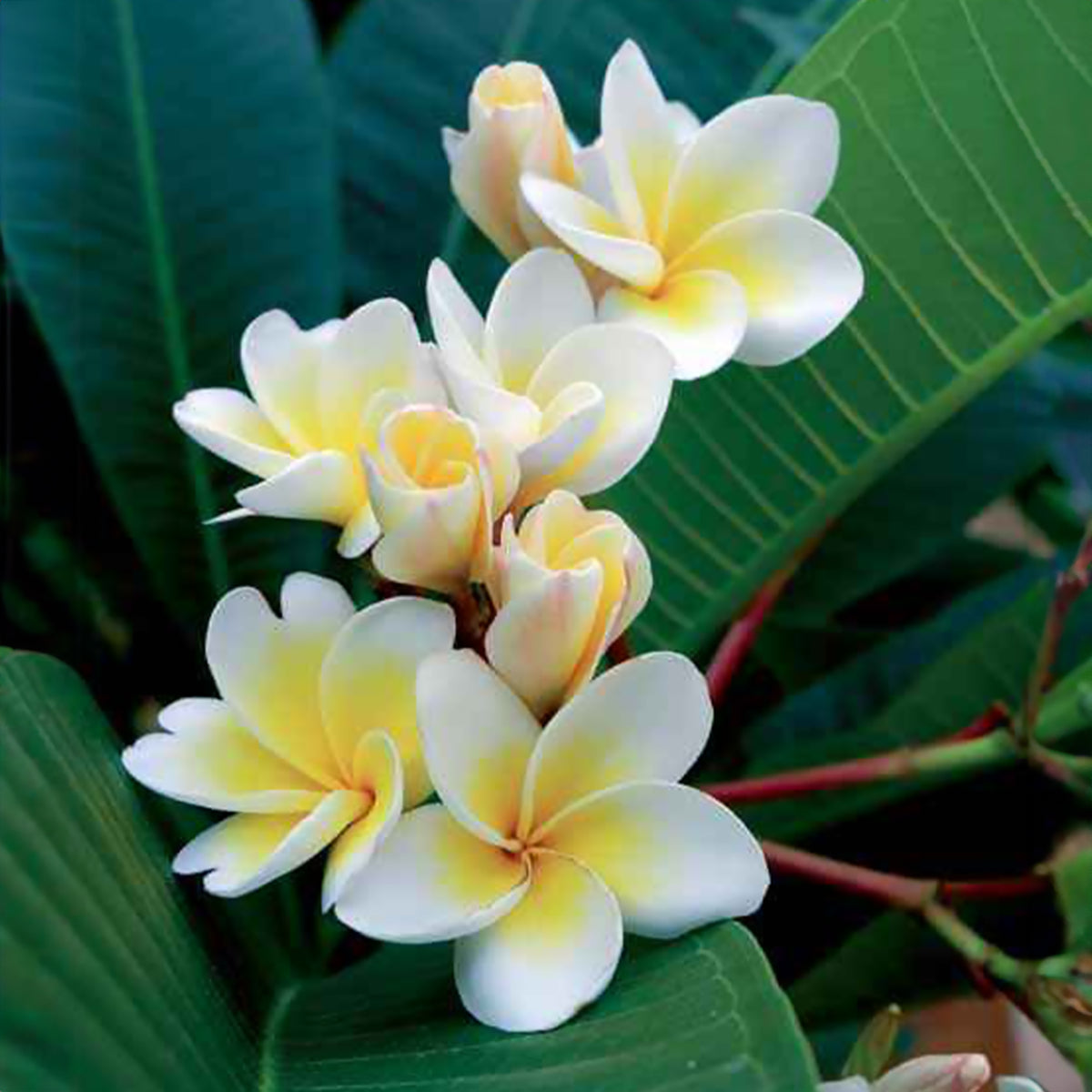 Frangipani - Tempelboom - Plumeria - Bakker