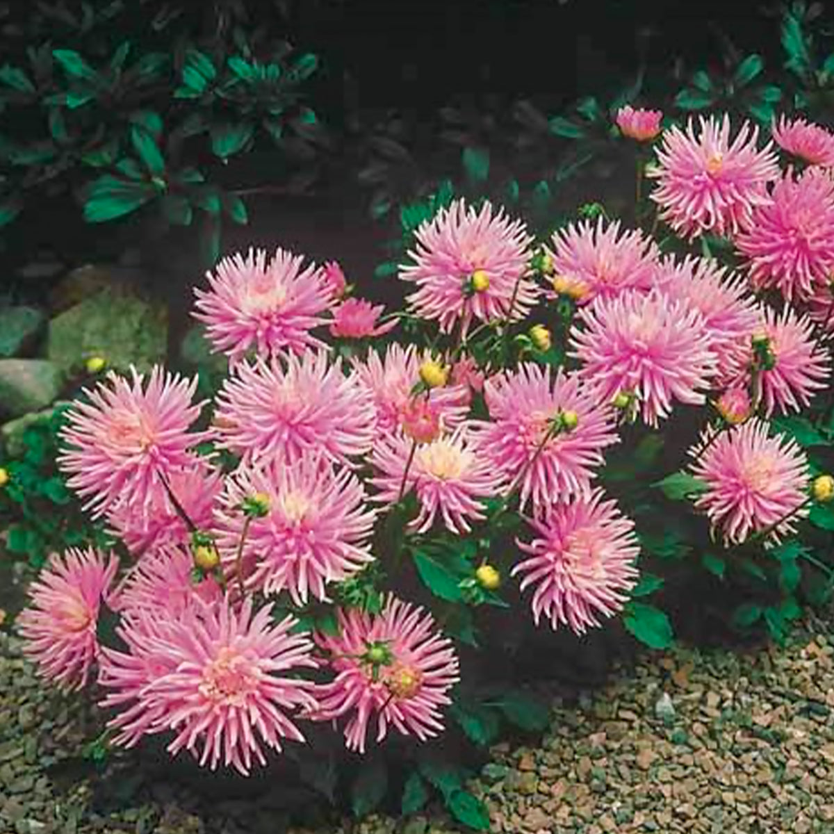 Dahlia - Dahlia 'Park Princess' (x3) - Dahlia Park Princess