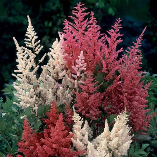 2 Astilbe - Mix 'Magic' - Bakker