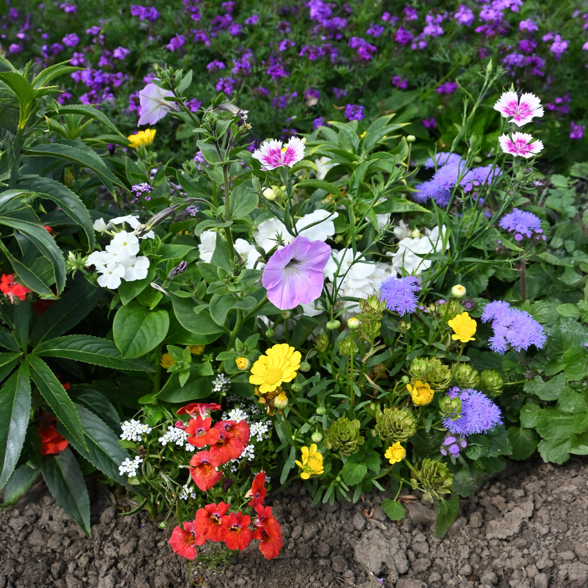 - Zaaimat speciaal bloembakken - Gemengde bloemzaden