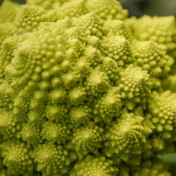 Romanesco - Brassica oleracea botrytis romanesco - Bakker