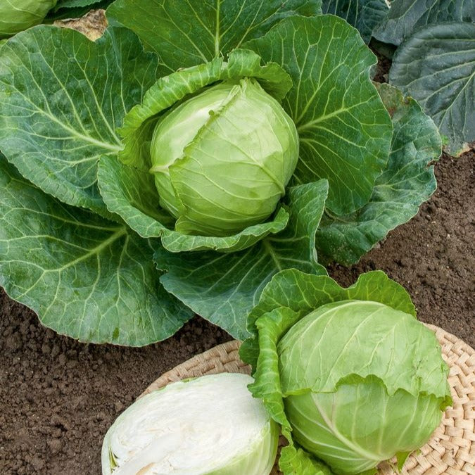 Kool 'Naintes Hâtif' - Brassica oleracea capitata nantais hâtif - Bakker