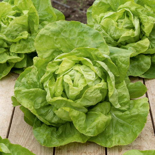 Kropsla 'Val d'Orange' - Bakker