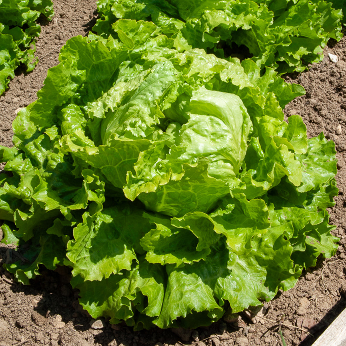 Batavia sla 'Dorée de Printemps' - Lactuca sativa capitata dorée de printemps (4 g) - Bakker
