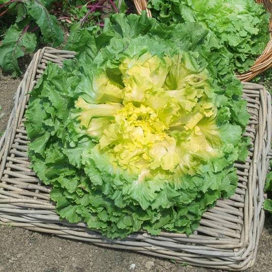 Andijvie 'Géante Maraîchère' - Bakker