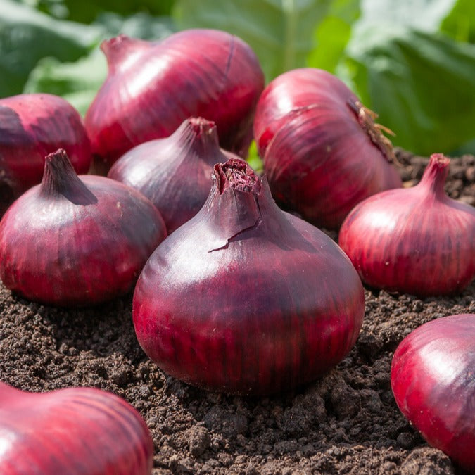 Ui 'De Brunswick' - Allium cepa Rouge foncé de Brunswick - Bakker