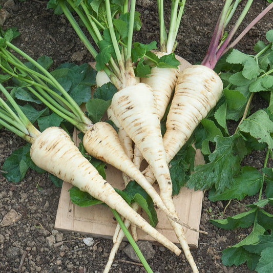 Pastinaak 'Demi-Long De Guernsey' - Bakker