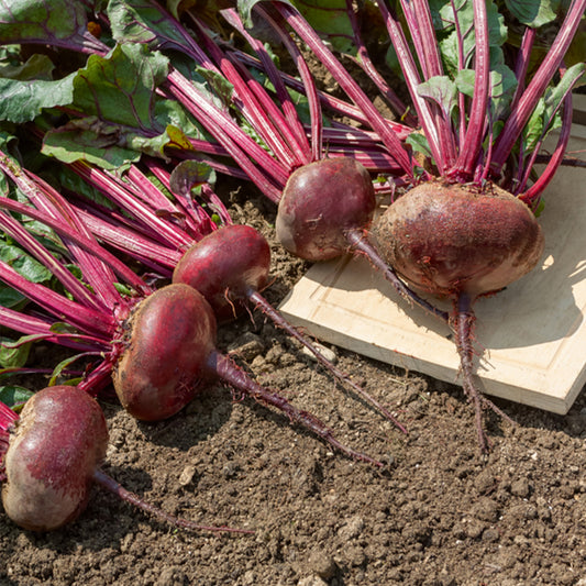 Zwart biet 'Egypt' - Bakker