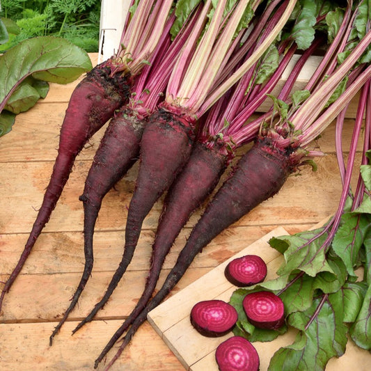 Rode biet 'Crapaudine' - Bakker