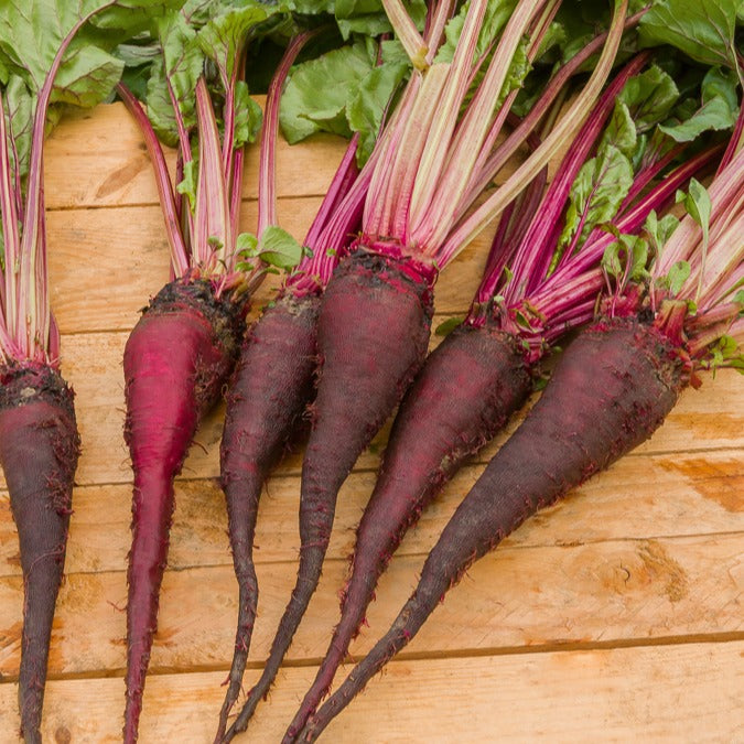 Rode biet 'Crapaudine' - Beta vulgaris crapaudine - Bakker