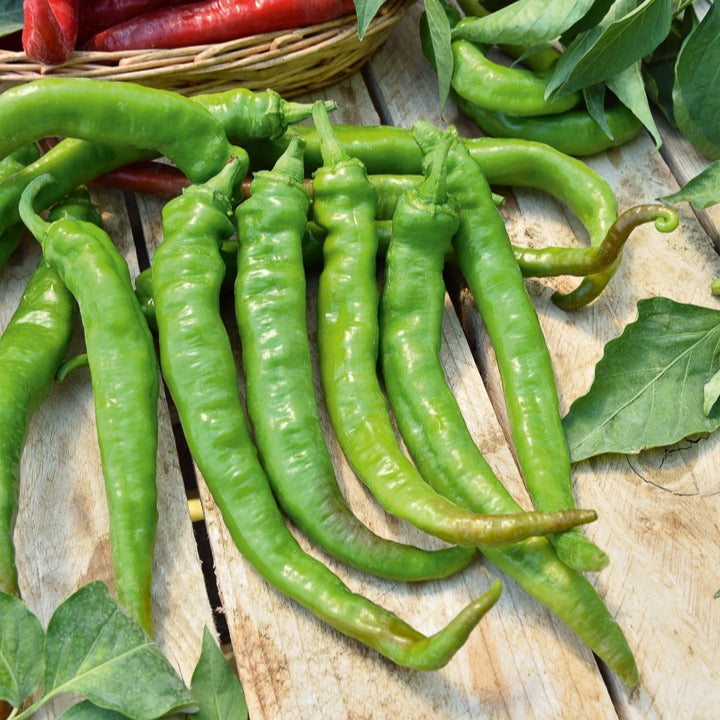 Spaanse peper 'Doux des Landes' - Capsicum annuum doux très long des landes - Bakker