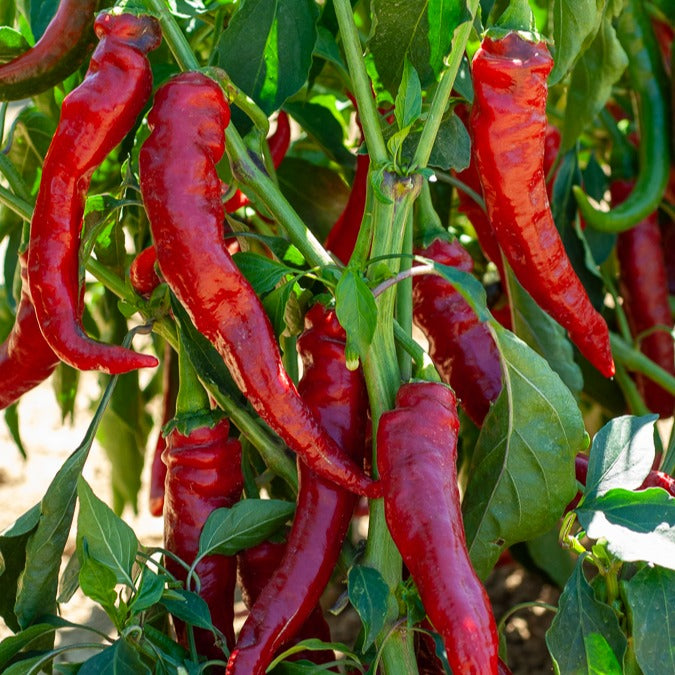 Cayennepeper zaden - Capsicum annuum cayenne - Bakker