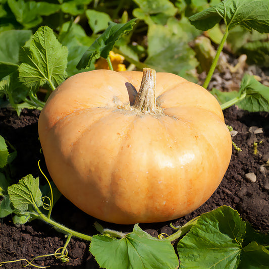 Reuzenpompoen 'Jaune Gros de Paris' - Bakker