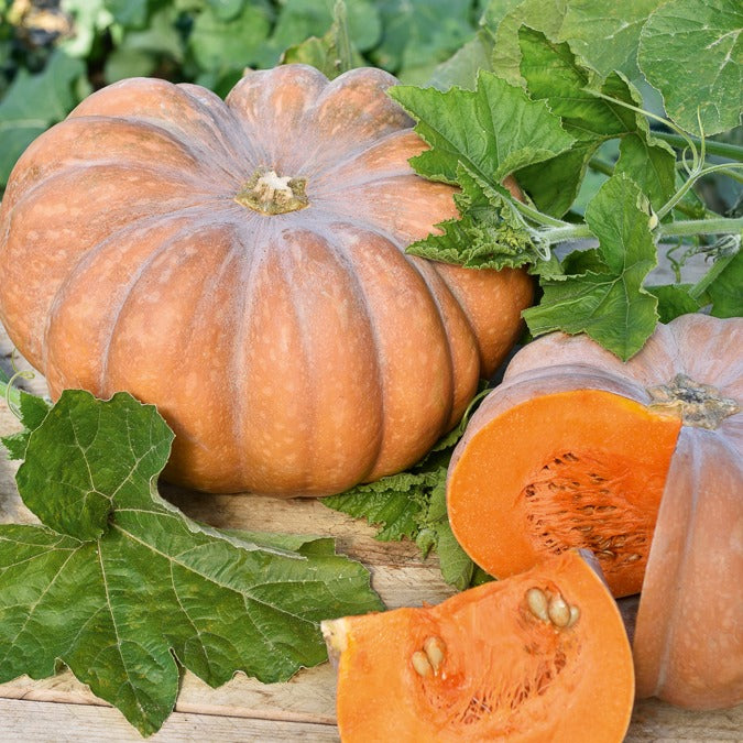 Pompoen 'Musquée de Provence' - Cucurbita moschata musquée de provence - Bakker