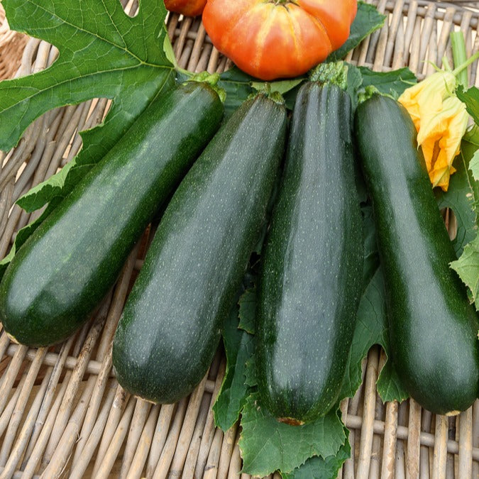 Cucurbita pepo black beauty - Courgette 'Black Beauty' - Courgettezaden