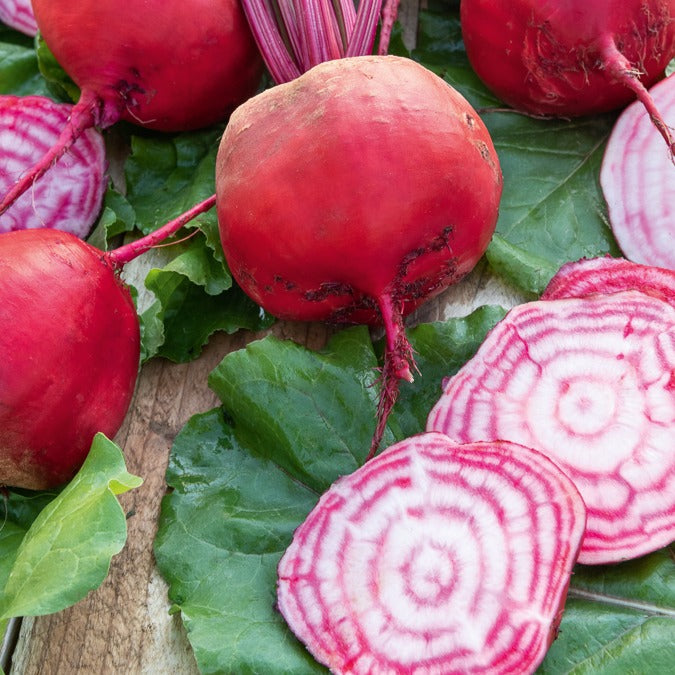 Rode biet 'Chioggia' - Beta vulgaris chioggia - Bakker