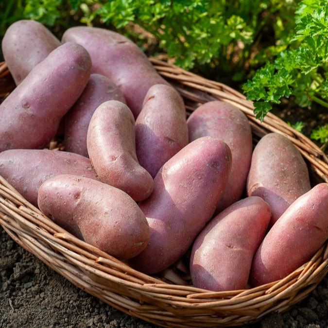 Aardappel 'Chérie' (x25) - Solanum tuberosum chérie - Bakker