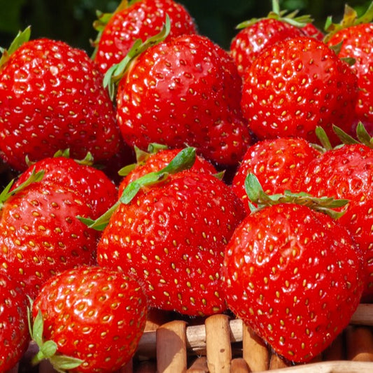 Mara des bois Bosaardbei - Bakker