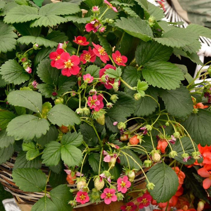 Aardbei 'Toscana' (x3) - Fragaria x ananassa toscana