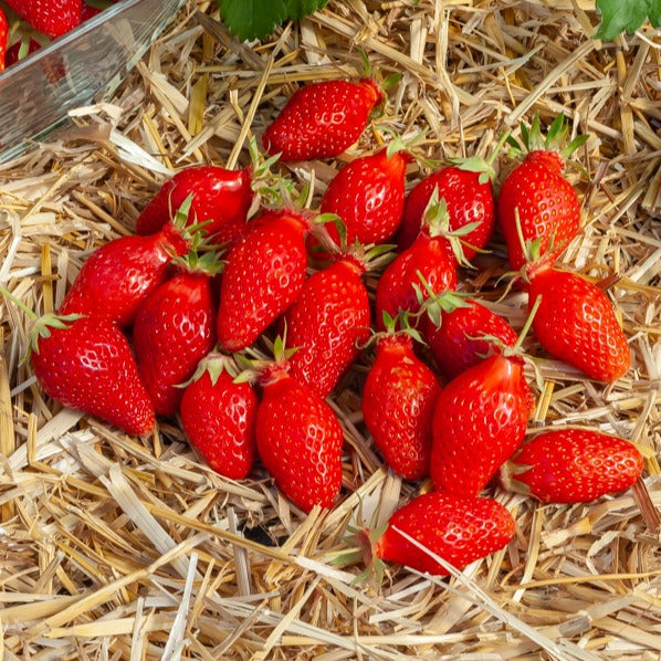 Aardbei - Aardbei ' Gariguette' - Fragaria x ananassa Gariguette