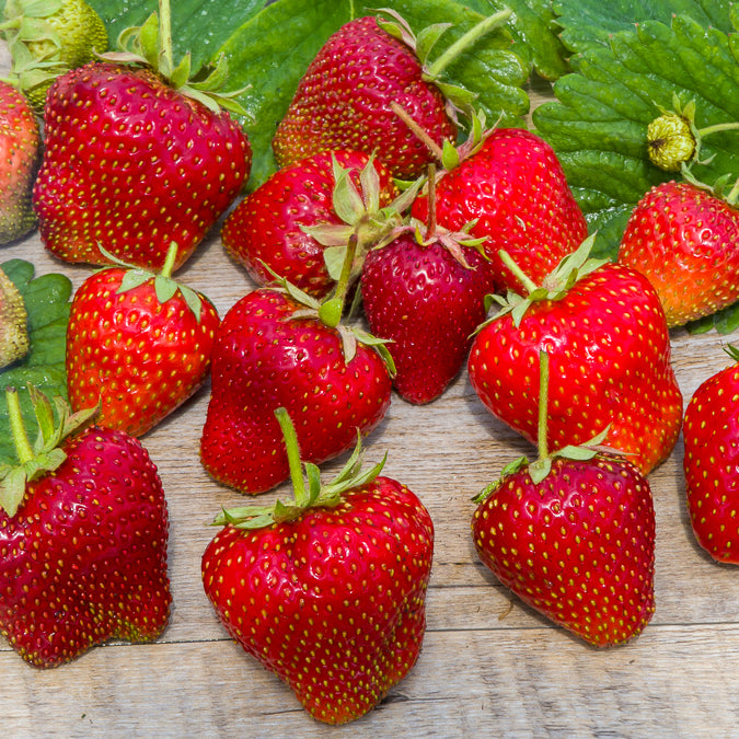 Aardbei 'Gigantella Maxim' (x20) - Fragaria maxim - Bakker