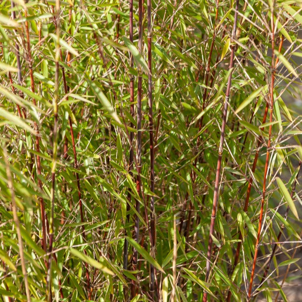 Fargesia scabrida Asian Wonder - Rode bamboe - Niet-invasieve bamboe