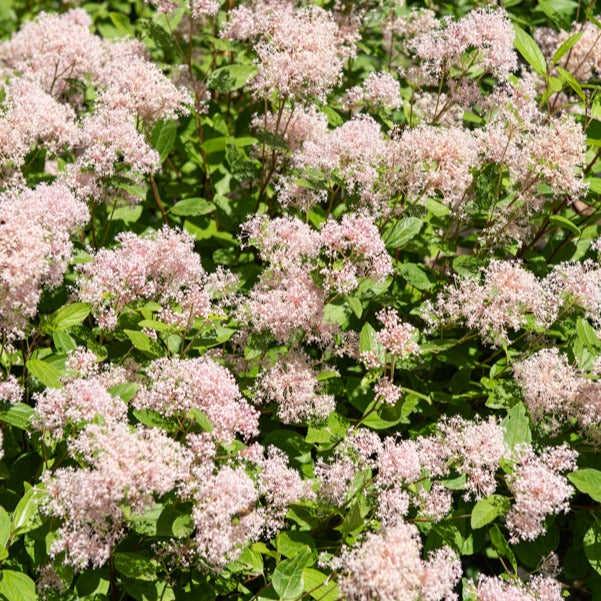 Ceanothus 'Concha' - Amerikaanse sering kopen - Maréchal Ceanothus 'Concha' - Amerikaanse sering kopen - Maréchal