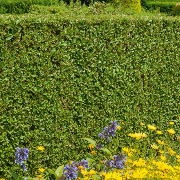 Liguster - Ligustrum ovalifolium | Bakker.com