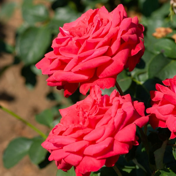 Rosa dame de coeur - Stamroos 'Dame de Couer' - Rozen op stam