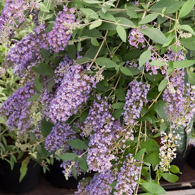 Buddleja dreaming lavender - Vlinderstruik 'Dreaming Lavender' - Vlinderstruik - Buddleja