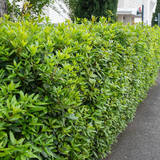 Laurierstruik - Bakker