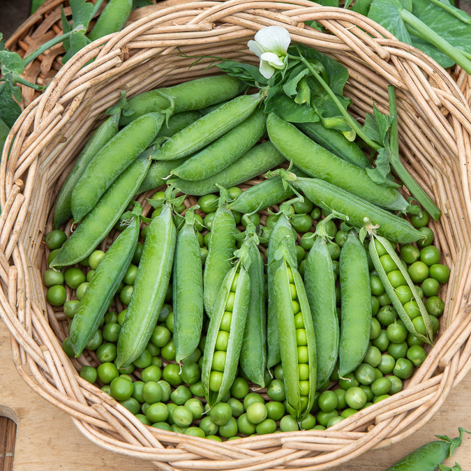 Erwt 'Petit Provençal' - Pisum sativum petit provençal - Bakker