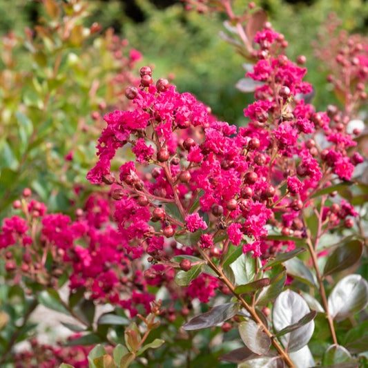 Indische sering 'Braise d'Été® ‘Indybra’ - Bakker