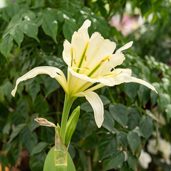 Zomerbloeiers - Ismene 'Sulpur Queen' (x2) - Hymenocallis festalis sulphur queen