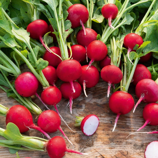 Radijs 'Saxa 2' - Bakker