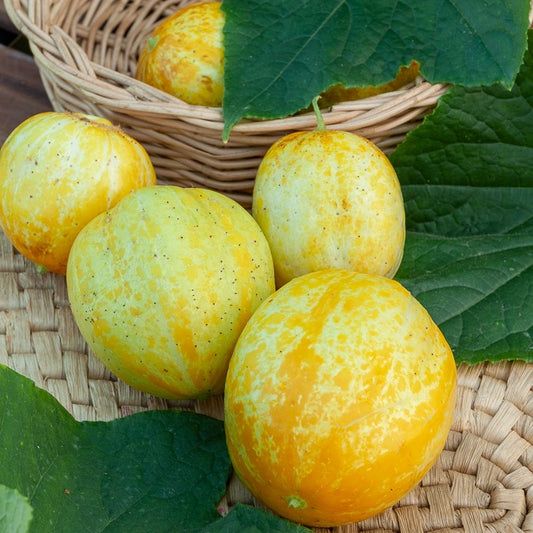 Komkommer rond Lemon Crystal Apple - Bakker