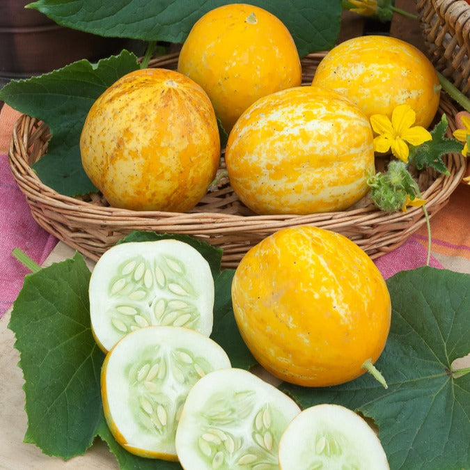 Komkommer rond Lemon Crystal Apple - Cucumis sativus lemon - Bakker