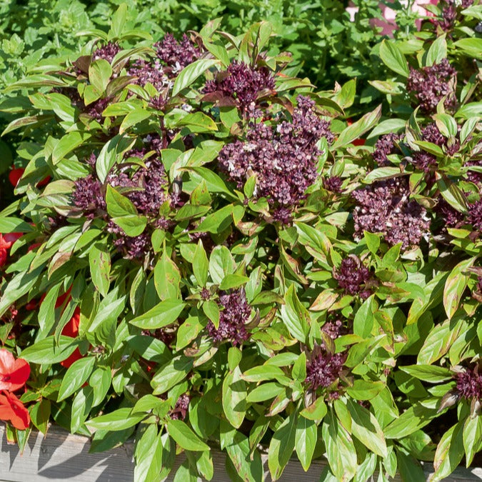 Thaise basilicum 'Siam Koningin' - Bakker