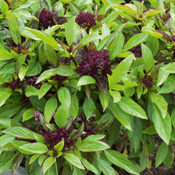 Thaise basilicum 'Siam Koningin' - Ocimum basilicum siam queen - Bakker