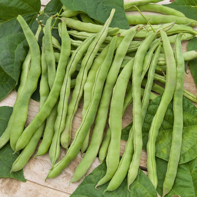 Stokslaboon Neckarkönigin - Bakker