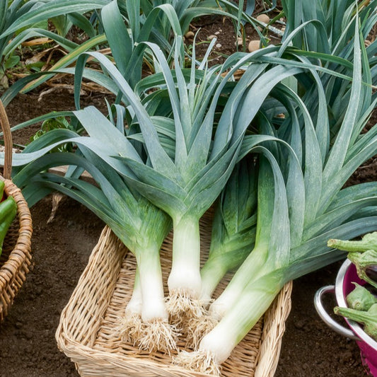 Prei 'Electra' - Bakker