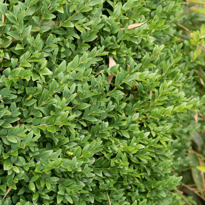 Verkoop Buxushaag - Buxus