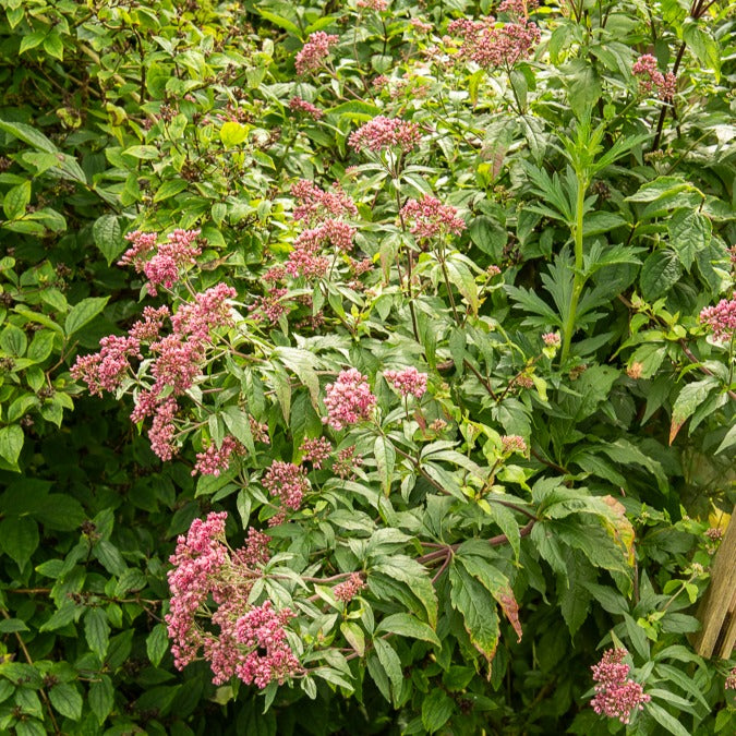 Koninginnekruid - Eupatorium cannabinum Plenum - Bakker