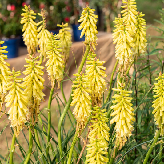 Vuupijl Lemon Popsicle - Bakker