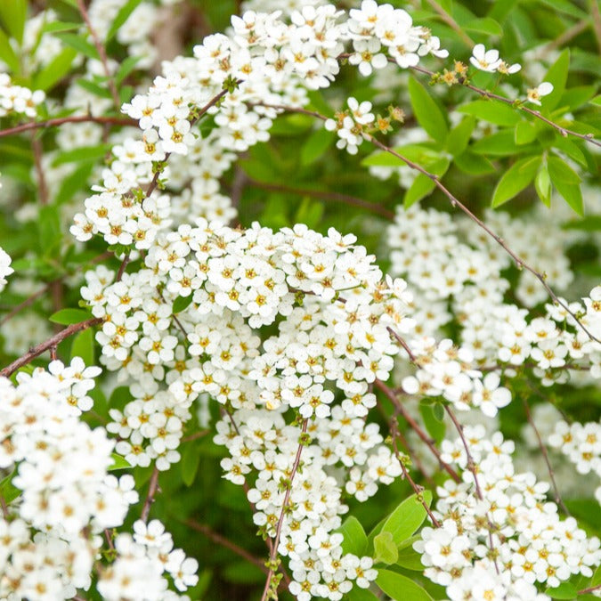 Spirea - Spierstruik arguta - Spiraea arguta